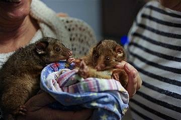 Rimg Tail Possum babies